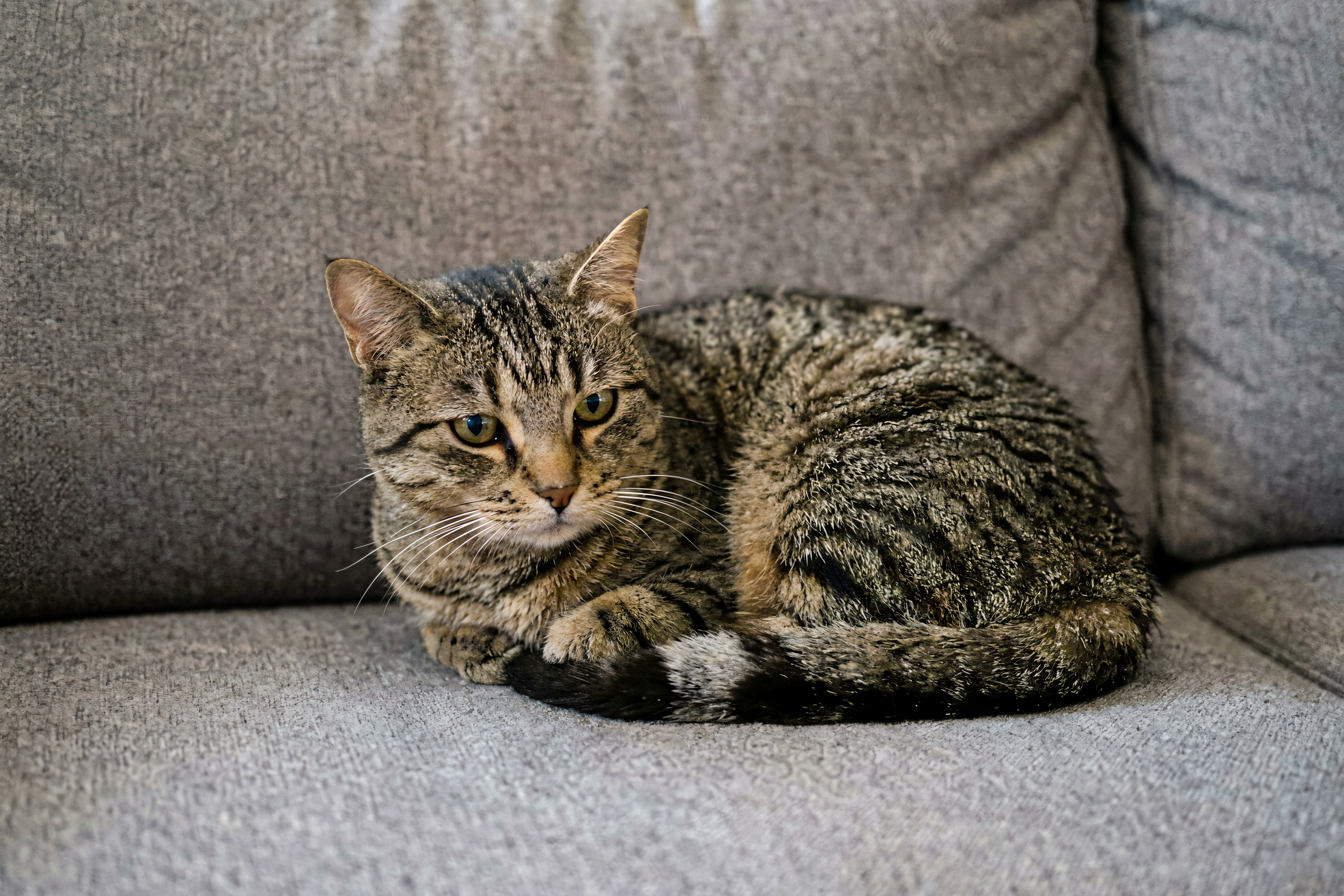 A tabby cat curled up on a sofa with a worried look